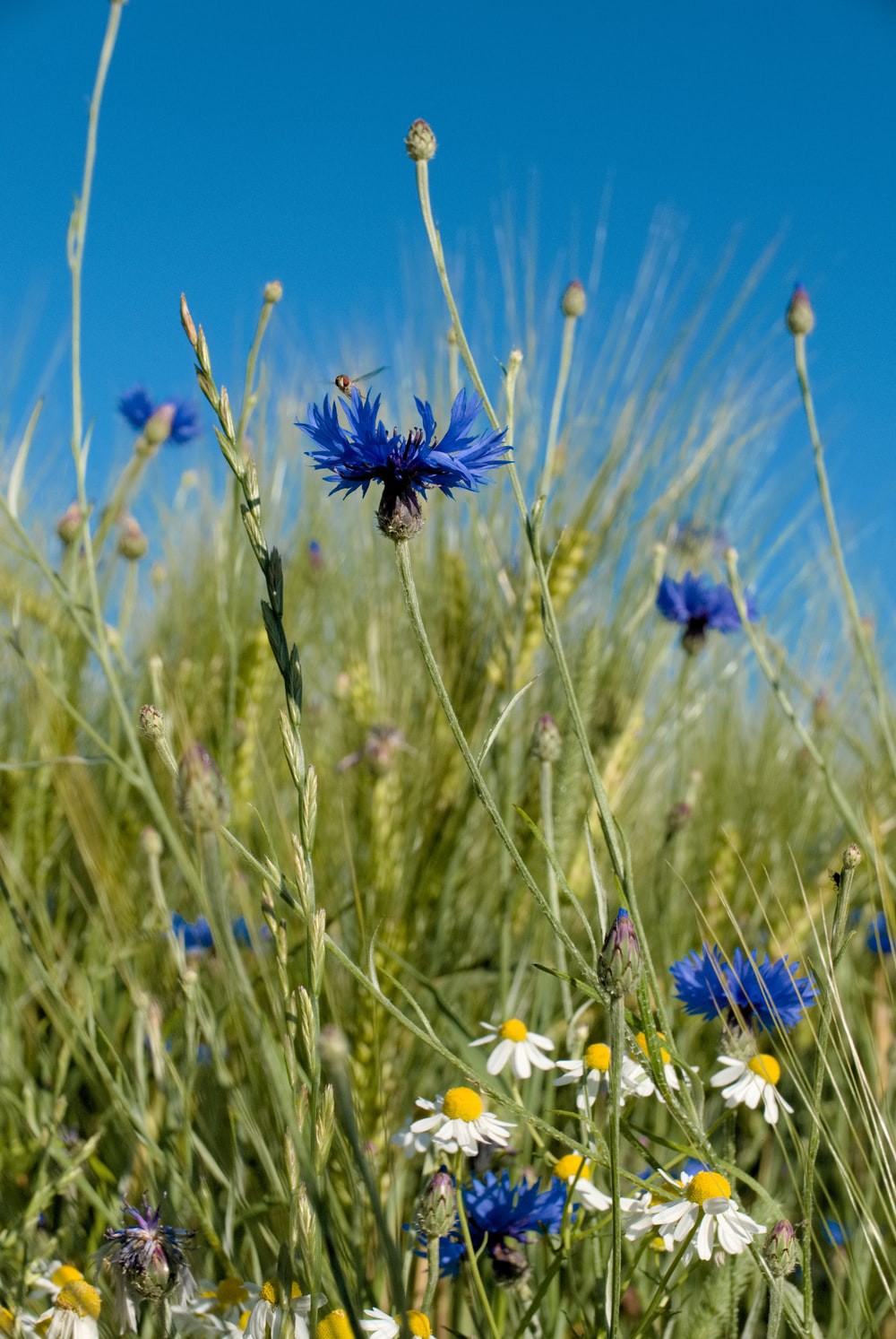 Can I Live Like a Wildflower?